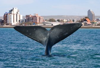 Chubut enfrenta restricciones y una ocupacin turstica de apenas 50%
