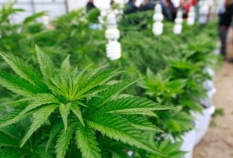 Cannabis: una firma local har la primera produccin con el INTA