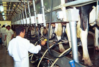 Pymes del sector lcteo afirman que el precio de la leche est retrasado 25 por ciento