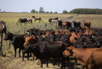 Encuentran ganado robado en un campo de Jos� Alperovich