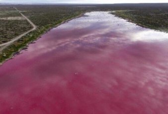 Alerta en Trelew: una laguna se ti de rosa