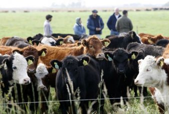 Cae el rodeo vacuno: hay casi un milln de cabezas menos y puede impactar en el precio