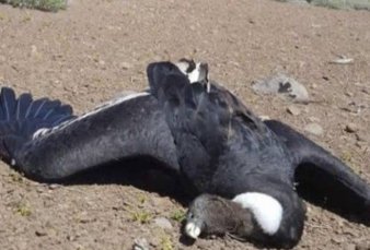 Neuqun: Hallan 3 cndores muertos por agroqumicos