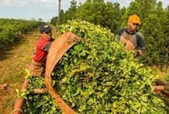 Pelea judicial entre Corrientes y Misiones por la yerba mate