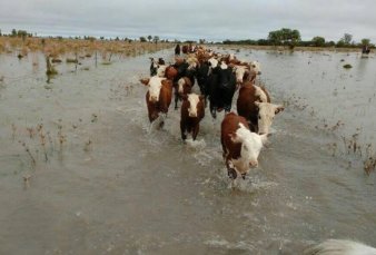 Corrientes: después de los incendios, ahora preocupan los campos inundados