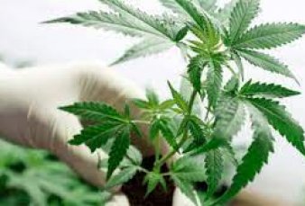Es ley el marco regulatorio para el cannabis medicinal