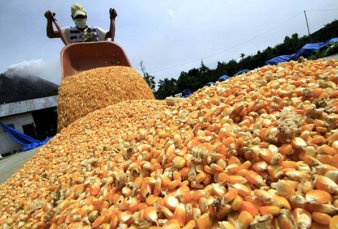 China autoriza importaciones de maíz de Brasil para suplir a Ucrania