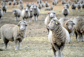 Robaron 5 corderos de una estación del INTA en Balcarce: advierten que no son aptos para consumo humano