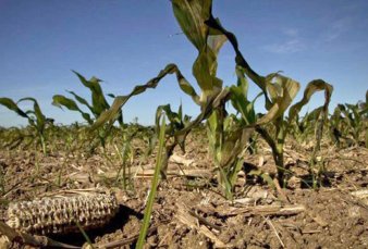 La sequa no da respiro: ya se pierde 10% del trigo y cae la siembra de maz