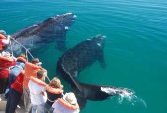 La costa de Chubut registra un récord de ballenas en 51 años