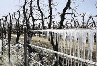 Por heladas, declaran emergencia en el agro en Mendoza y Río Negro