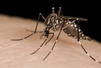 Sube el número de casos de dengue en el este de Jujuy