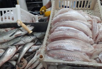 Río Negro: emergencia pesquera ante el descenso del volumen de merluza