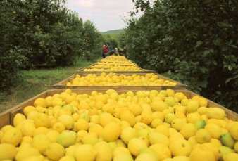 Tucumn: alerta amarilla por la reduccin de campos destinados a fincas de limones
