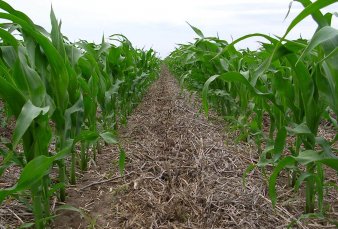 El campo tuvo la lluvia ms importante de la primavera y acelerar la siembra