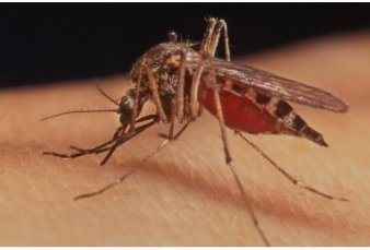 La ciudad sufrir la invasin de mosquitos al menos entre una semana y diez das ms