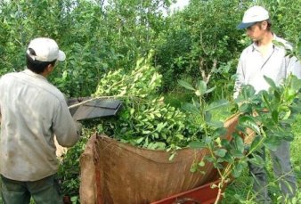 Productores yerbateros piden ayuda en Misiones