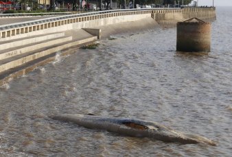 Apareci otra ballena muerta en el ro, frente a Costanera Norte