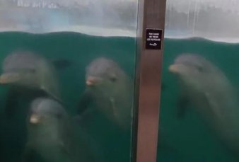 Denuncian abandono de los animales en el ex Aquarium de Mar del Plata
