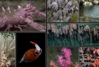 La expedicin submarina del Conicet relev ms de 40 posibles nuevas especies