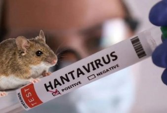 Hantavirus: subieron un 50% los casos en la provincia de Buenos Aires