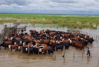 Alarma entre los productores por la crecida de los ríos Uruguay y Paraná: hay 200.000 cabezas en riesgo