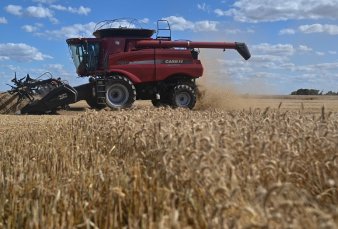 Brasil necesitar� m�s trigo y se abre una oportunidad para la Argentina