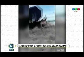 Furor en la costa por el perro callejero "roba ojotas"